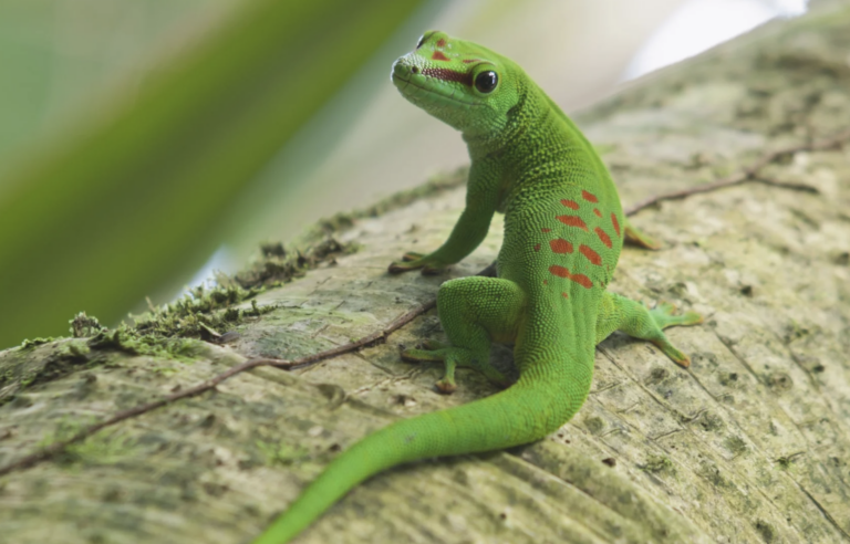 Make a Splash, Catch a Show, and Meet a Reptile: Family Fun This Week in Austin
